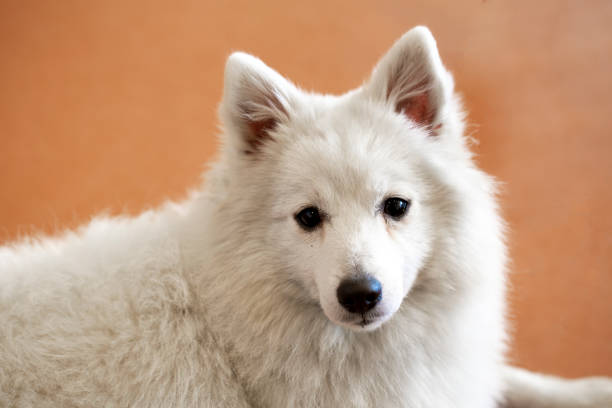 Spitz dog looking at the camera spitz type dog stock pictures, royalty-free photos & images