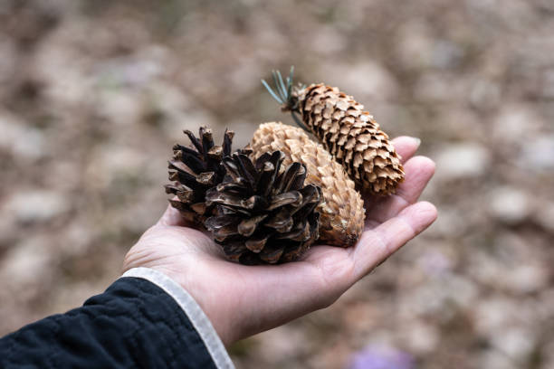 istock Cones young and old on the palm 1212614866