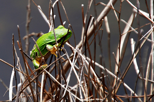 Photograph of a frog holding on to branches of a pond of water