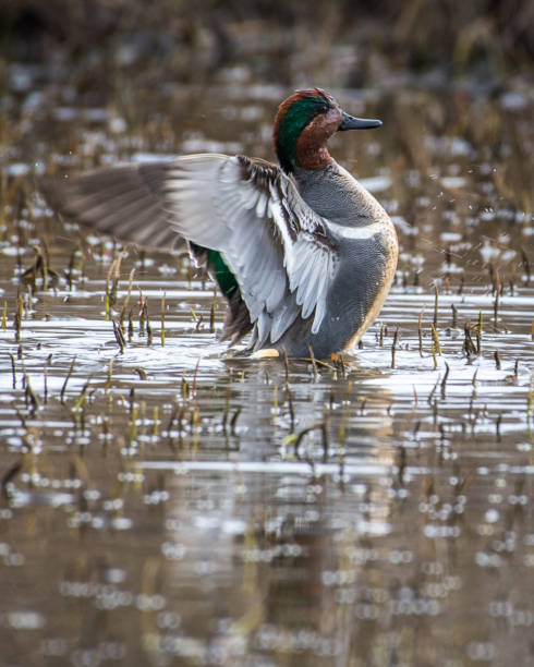 istock Blue winged Teal male and female bird duck 1212615749