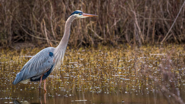 istock Great Blue Heron at Huntley Meadows Pond 1212615783