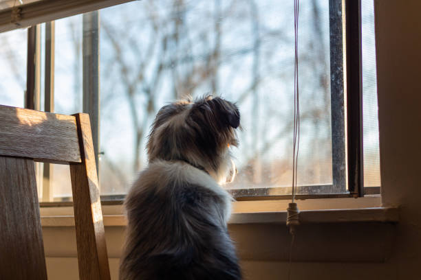 istock Dog looking out the window 1212615898