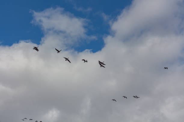 stado ptaków latających - gaggle snow goose flying large group of animals zdjęcia i obrazy z banku zdjęć