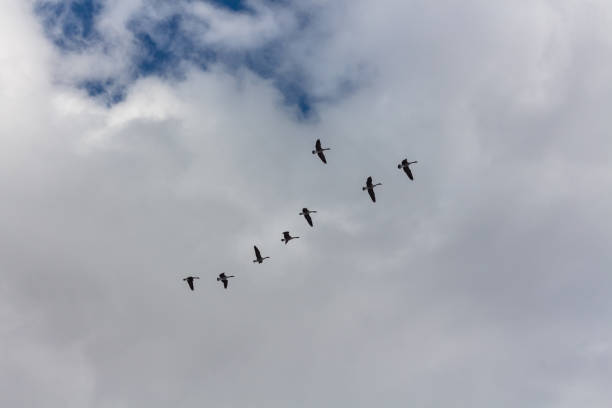 stado gęsi latających - gaggle snow goose flying large group of animals zdjęcia i obrazy z banku zdjęć