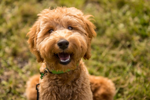 istock Goldendoodle Puppy in the Park Playing Fetch 1212617954