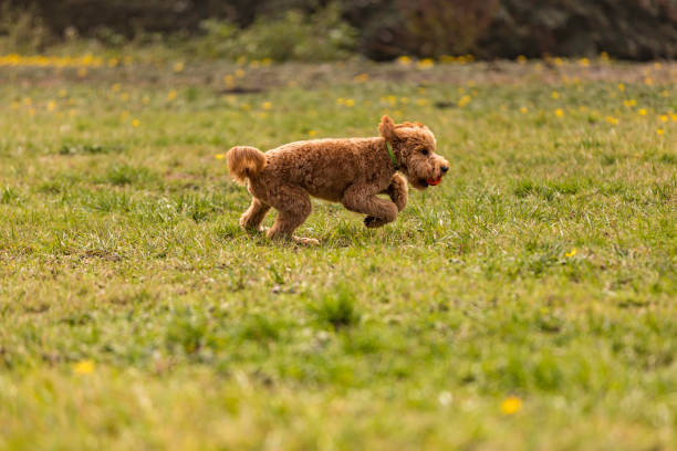 High quality stock photo of a Goldendoodle puppy playing at the park