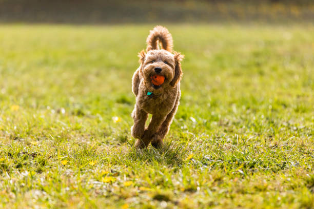 istock Goldendoodle Puppy in the Park Playing Fetch 1212617956