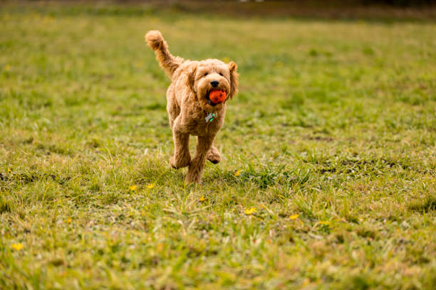 istock Goldendoodle Puppy in the Park Playing Fetch 1212617960