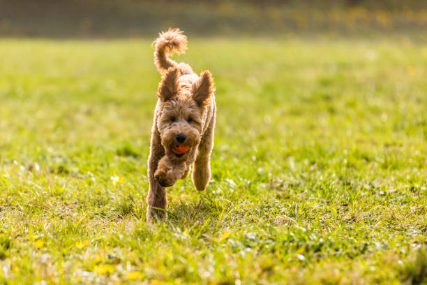 istock Goldendoodle Puppy in the Park Playing Fetch 1212617963