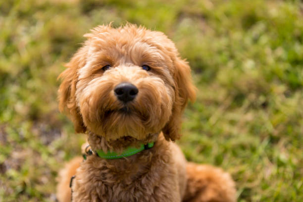 istock Goldendoodle Puppy in the Park Playing Fetch 1212617965