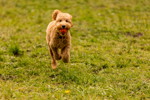 istock Goldendoodle Puppy in the Park Playing Fetch 1212617966