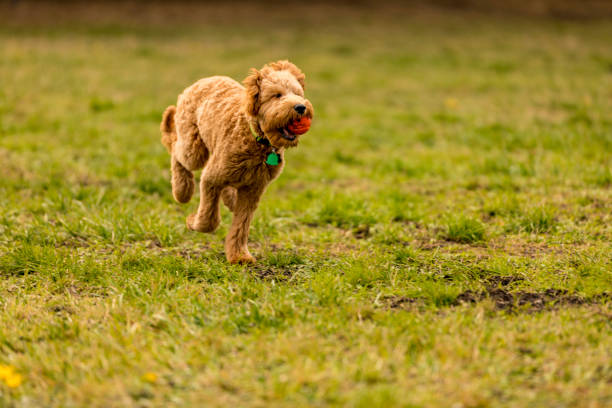 istock Goldendoodle Puppy in the Park Playing Fetch 1212617972