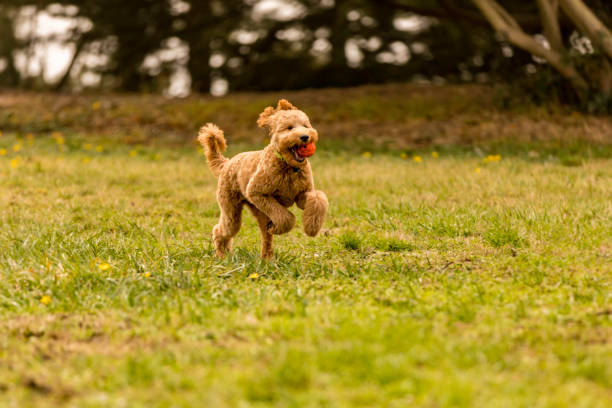High quality stock photo of a Goldendoodle puppy playing at the park