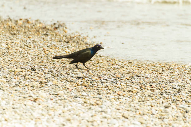 Grackle On The Beach.
