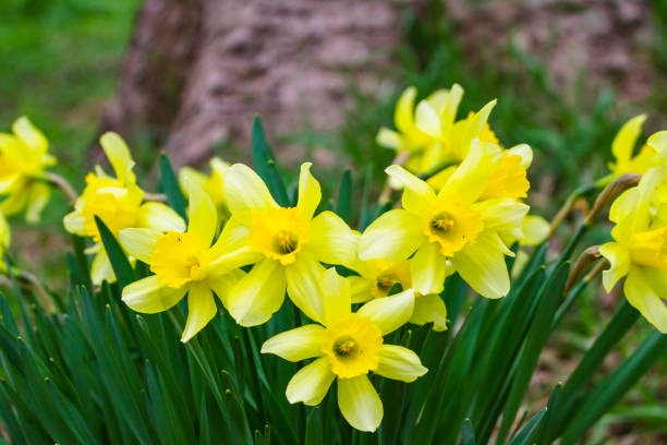 istock Daffodils Growing Wild In The Forest 1212621067