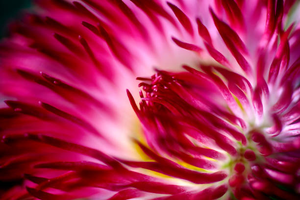 istock Closeup of beautiful colorful daisy 1212621151