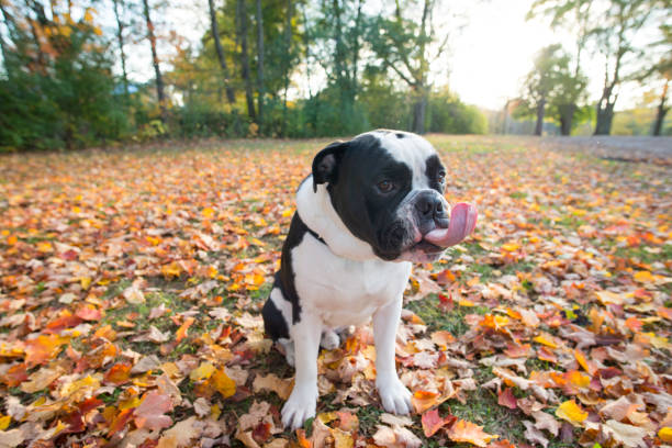 A young purebred English bulldog is sitting among fall leaves in a public park. Here, his tongue is out and he licks his nose.