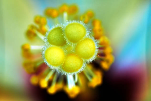 istock rod and bars flower Hibiscus 1212622336