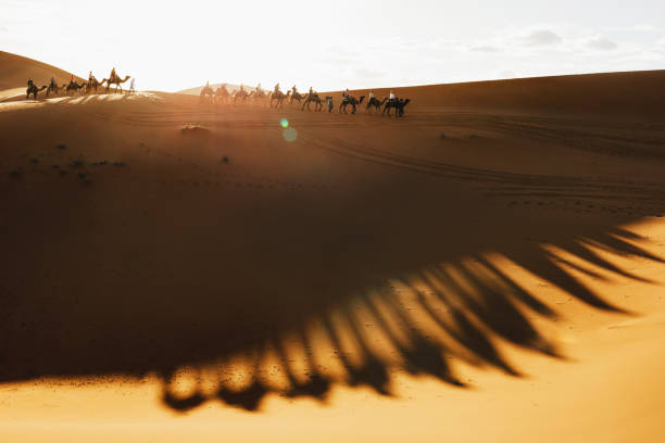 istock Camel caravan group in desert sand dunes at sunset light with beautiful shadows. Tourist entertainment in Morocco, Sahara. 1212623537