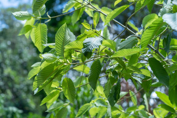 mitragyna speciosa korth (kratom) est un médicament de la plante. c’est une plante médicinale et crée une dépendance. - depressant photos et images de collection