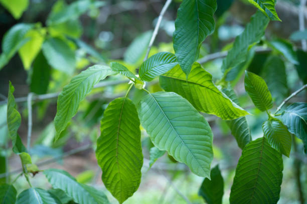 mitragyna speciosa korth (kratom) est un médicament de la plante. c’est une plante médicinale et crée une dépendance. - depressant photos et images de collection