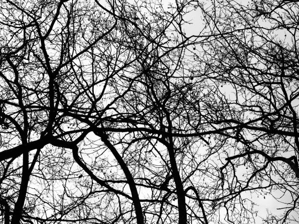 arbre nu isolé sur le fond blanc aucune laisse - bare tree tree single object loneliness photos et images de collection