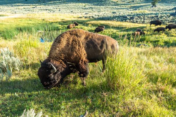istock Yellowstone National Park Bison grazing in lamar valley 1212631628
