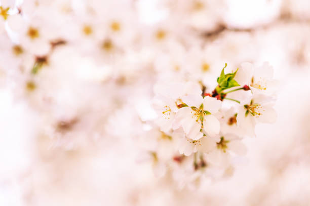 istock Nature background with white flowers blossoming in spring 1212632276