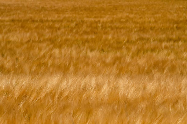 golden wheat fields on sunny day in wyoming