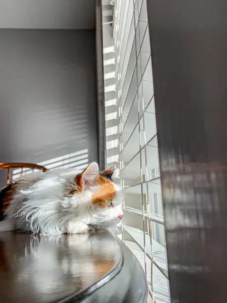 Photo of Close-Up Shot of Beautiful Happy Female Calico Indoor Domestic Fluffy House Cat Feline Pet On a Wooden Table Looking Outdoors Through the Blinds Into the Sunset During the Winter