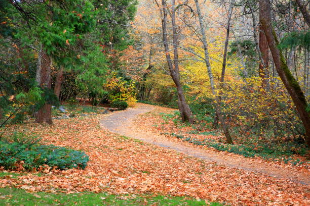 istock Lithia Park in Autumn, Oregon-USA 1212633380
