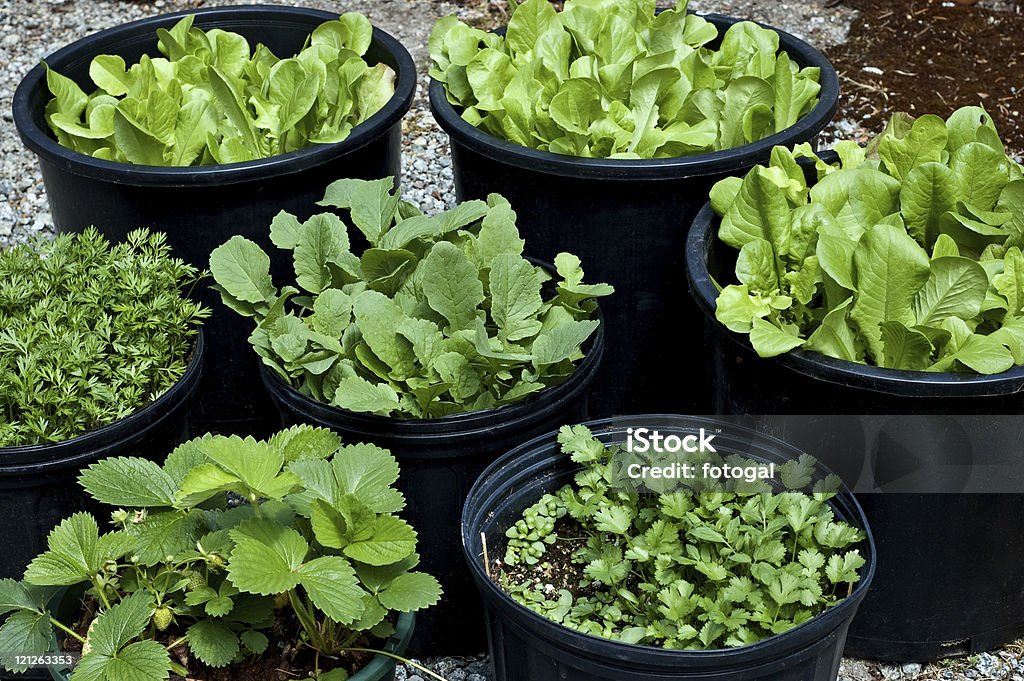 Recipiente de jardinería - Foto de stock de Aire libre libre de derechos