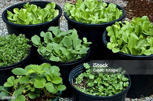 Seven Different Little Plants Each Growing In A Pot Stock Photo - Download Image Now