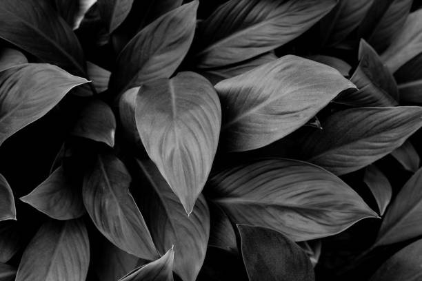 istock closeup nature view of monochrome leaf background 1212634277