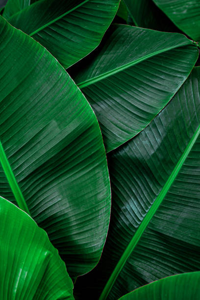 istock tropical green banana leaf background 1212634385