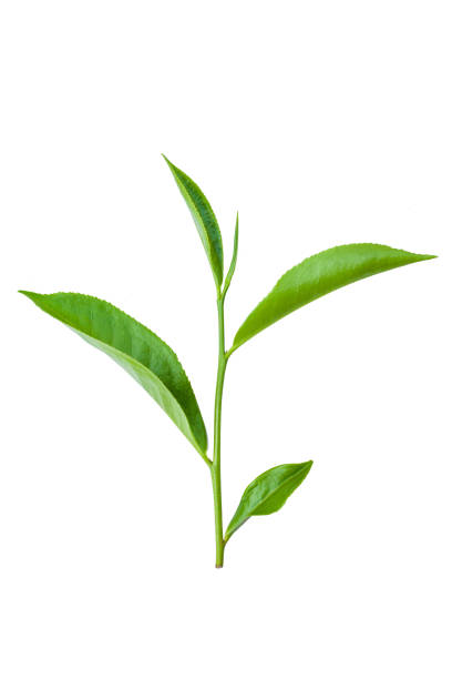 green tea leaves isolated on white background