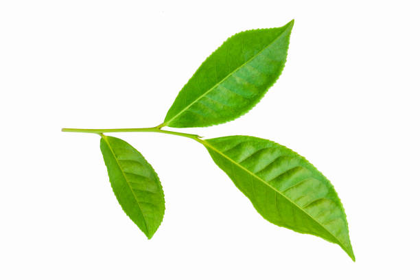 istock green tea leaves isolated on white background 1212634404