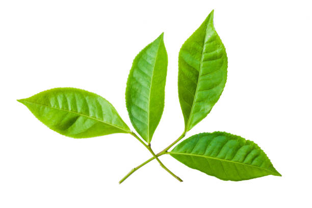 feuilles de thé vert isolées sur le fond blanc - herbal medicine green tea crop tea photos et images de collection