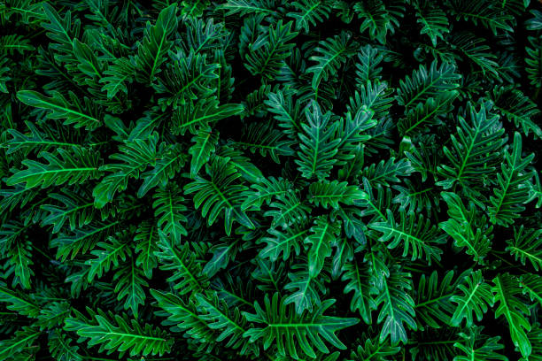 istock abstract green leaf texture, dark blue tone nature background 1212635044