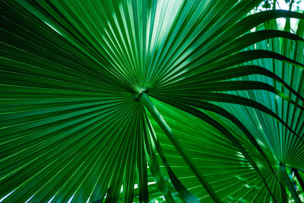istock tropical palm leaf and shadow, abstract natural green background 1212635109