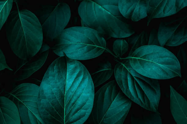 istock closeup nature view of green leaf background 1212635153