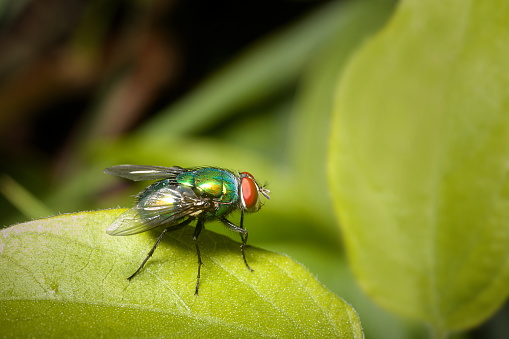 Metallic green blow-fly with bright red eyes sitting on a pale green leaf