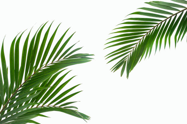 istock tropical coconut leaf isolated on white background 1212635335