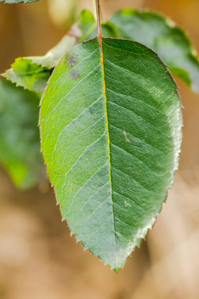 istock Detail of Green Leaf in Sunlight 1212635451
