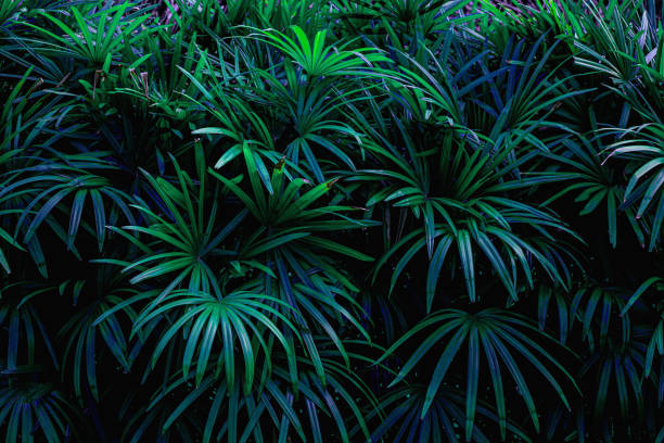 istock green leaves nature background, closeup leaves texture 1212635509