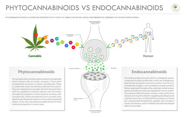 Phytocannabinoids vs Endocannabinoids horizontal business infographic Phytocannabinoids vs Endocannabinoids horizontal business infographic illustration about cannabis as herbal alternative medicine and chemical therapy, healthcare and medical science vector. brain receptor stock illustrations