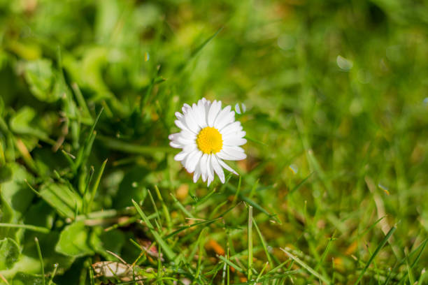 istock Small Flower in Grass, Spring Flower, Natural Plants 1212636319