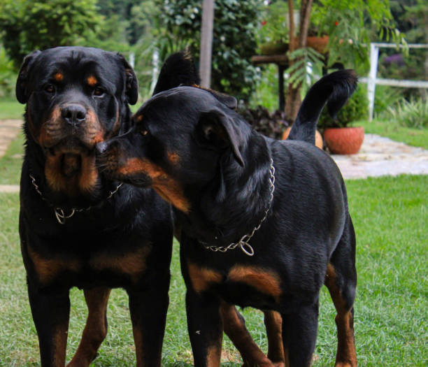 istock Two beautiful rottweilers brothers 1212638667