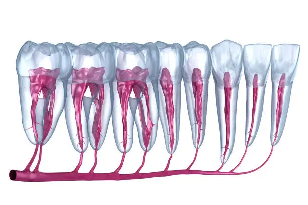 Photo of Dental root anatomy, Xray view. Medically accurate dental 3D illustration