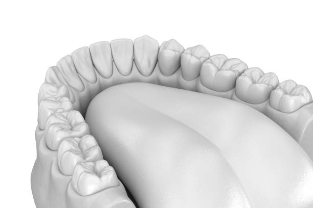 istock Human gum and teeth in white style. Medically accurate tooth 3D illustration 1212638821